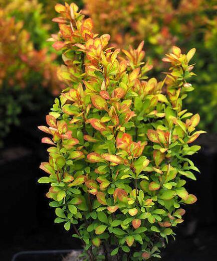 Купить оптом в Ботанике Барбарис Тунберга Саммер Сансет Р9