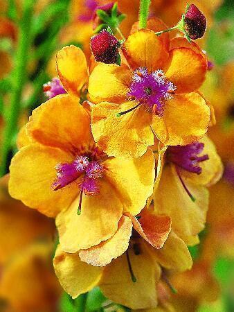 Купить оптом в Ботанике Вербаскум Клементина 1 шт