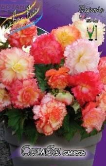Купить оптом в Ботанике Бегония Самба смесь 5 шт