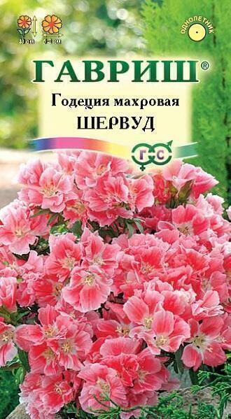 Купить оптом в Ботанике семена Годеция Шервуд Гав бренд Гавриш