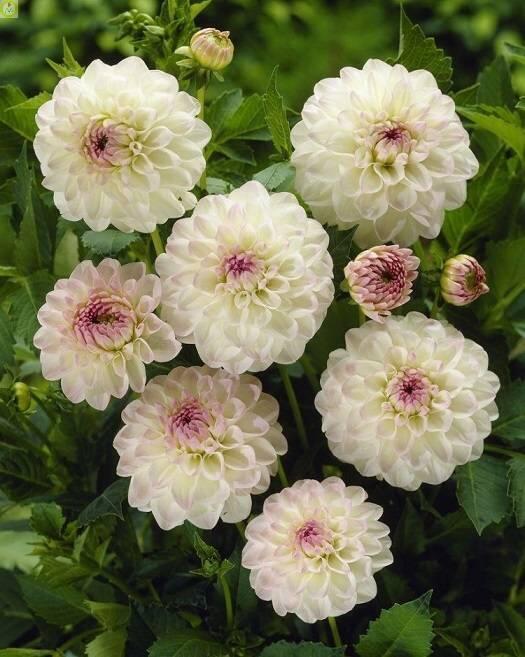 Купить оптом в Ботанике Георгина Эвелин 15 шт 