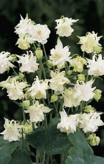 Купить оптом в Ботанике семена Аквилегия Тауэр белая ССО бренд Сортсемовощ