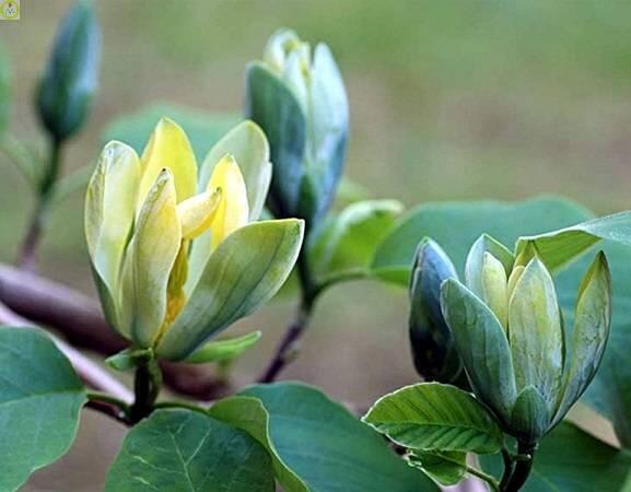 Купить оптом в Ботанике Магнолия Блю Бейби