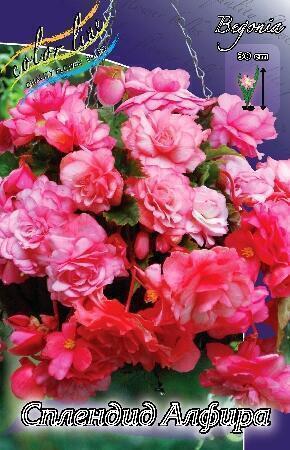 Купить оптом в Ботанике Бегония Спледид Алфира 5/6 50 шт