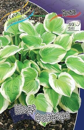 Купить оптом в Ботанике Хоста Шадэ Фанфаре 2 шт