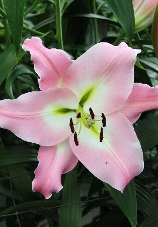 Купить оптом в Ботанике Лилия Прескотт 5 шт