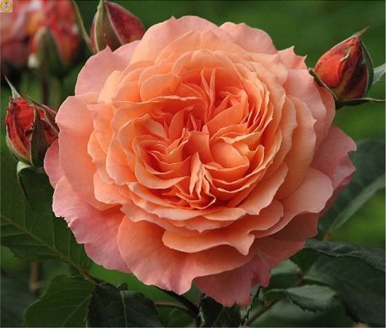 Купить оптом в Ботанике Роза Салмон 1 шт шраб