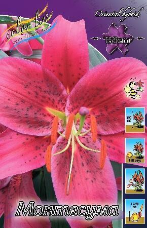 Купить оптом в Ботанике Лилия Монтесума 10 шт