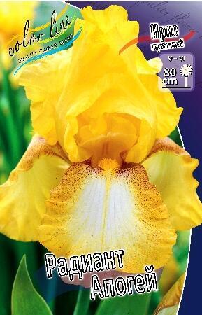 Купить оптом в Ботанике Ирис Радиант Апогей 2 шт