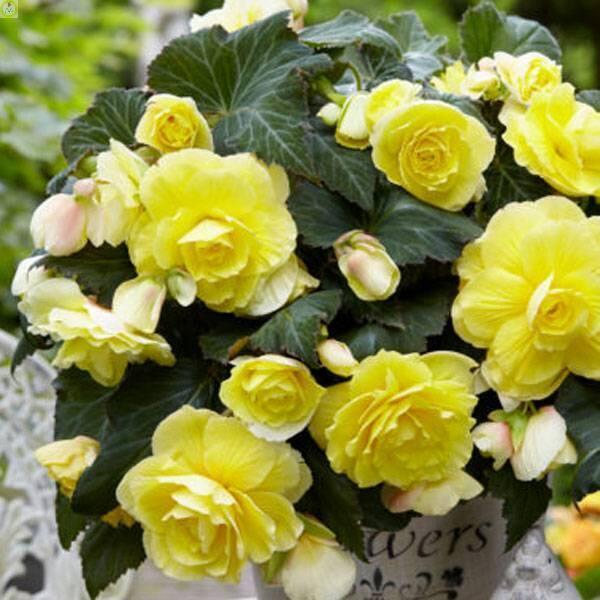 Купить оптом в Ботанике Бегония Одороза Йеллоу Флэйм 5 шт 