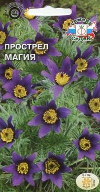 Купить оптом в Ботанике семена Прострел Магия Сед бренд СеДеК