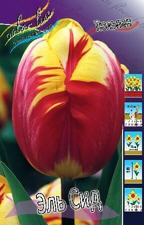 Купить оптом в Ботанике Тюльпан Эль Сид 10 шт