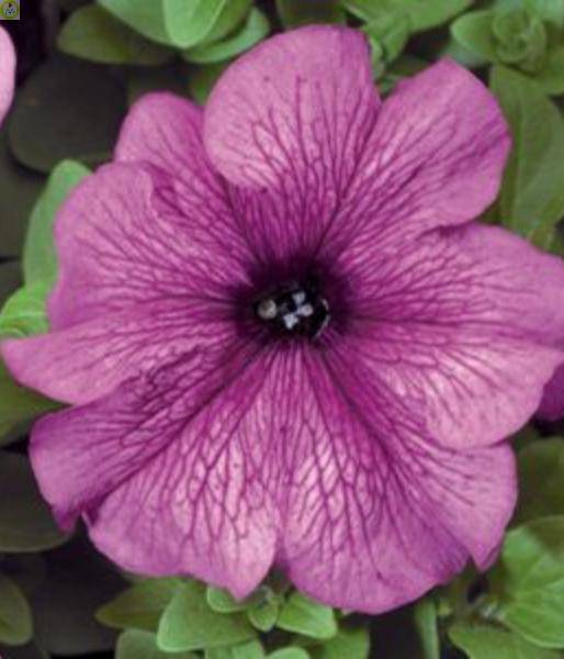 Купить оптом в Ботанике семена Петуния Мороженое Сливовое ЗС бренд Золотая сотка