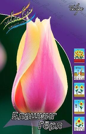 Купить оптом в Ботанике Тюльпан Блашинг Леди 10 шт