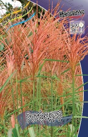 Купить оптом в Ботанике Мискантус Ротфедер 2 шт