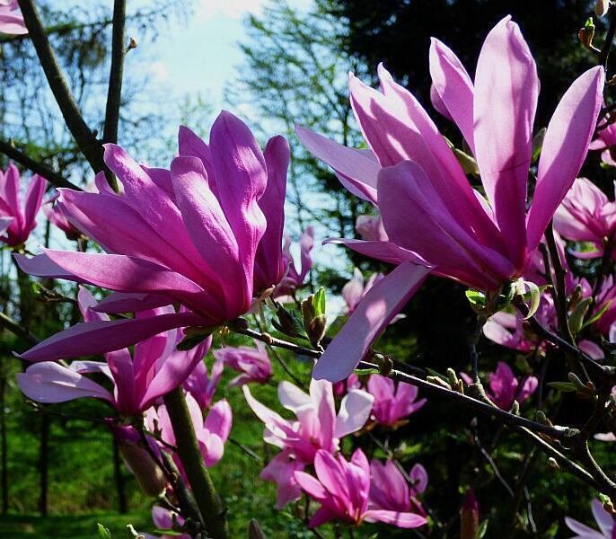 Купить оптом в Ботанике Магнолия Рики Р9