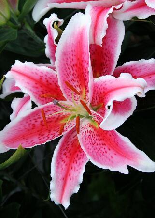 Купить оптом в Ботанике Лилия Пинк Экспожур 7 шт