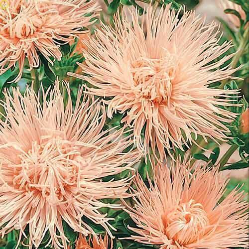 Купить оптом в Ботанике семена Астра Наина Арт бренд Артикул