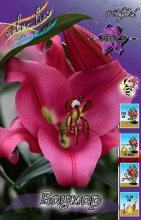 Купить оптом в Ботанике Лилия Боумор 5 шт