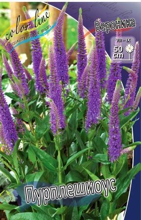 Купить оптом в Ботанике Вероника Пурплешиоус 1 шт