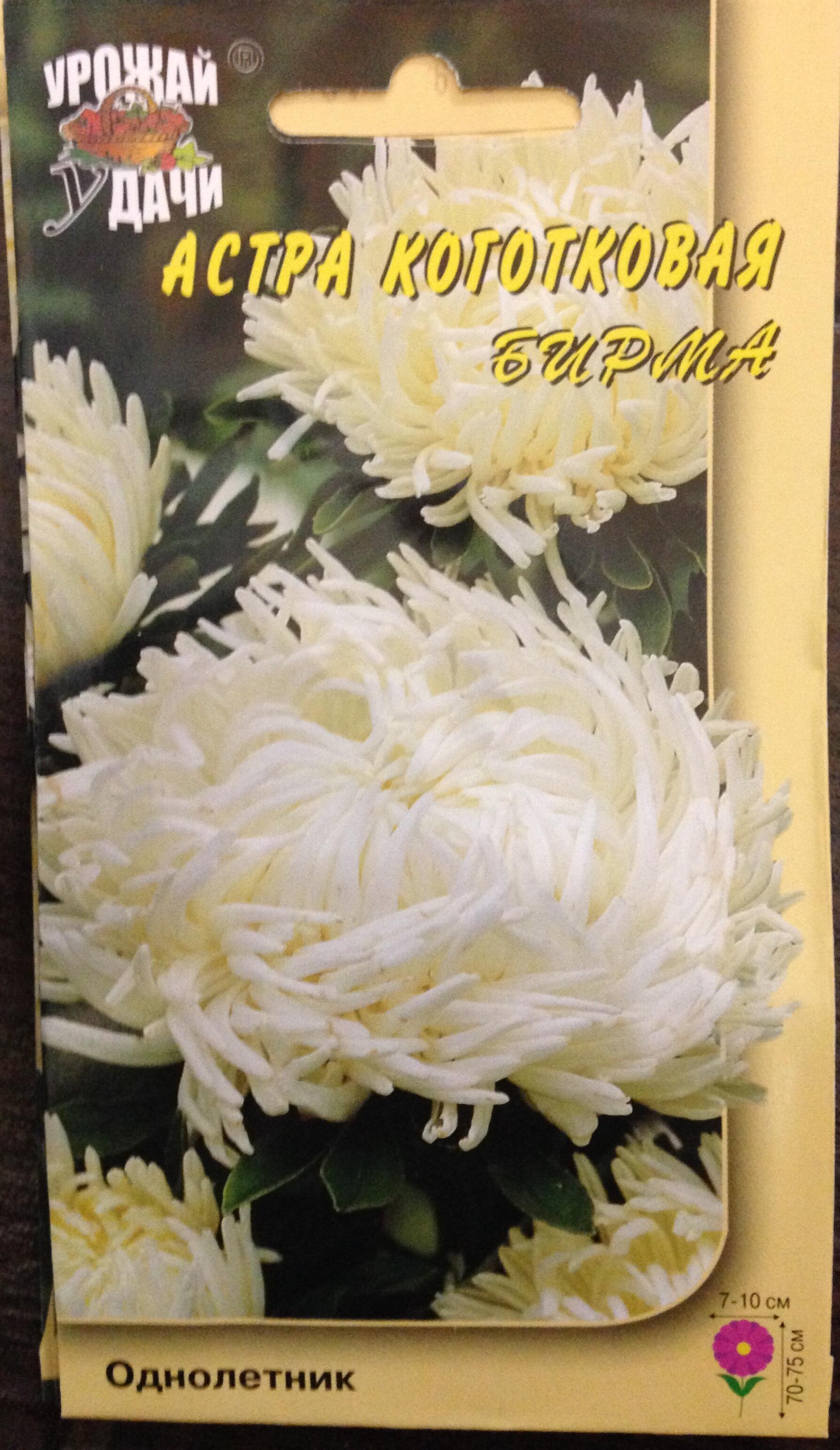 Купить оптом в Ботанике семена Астра Бирма УУ бренд Урожай Удачи
