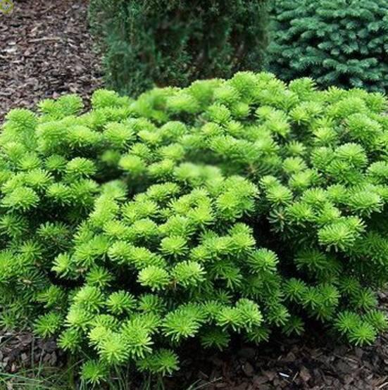 Купить оптом в Ботанике Пихта корейская Нана P9