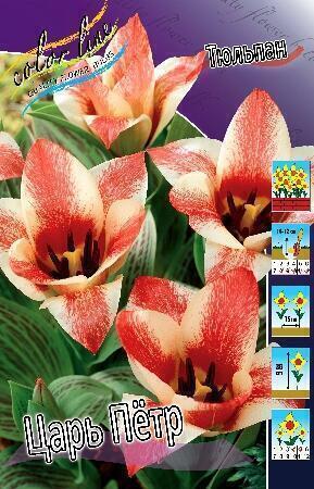 Купить оптом в Ботанике Тюльпан Царь Петр 11/12 100 шт 