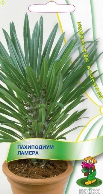Купить оптом в Ботанике семена Пахиподиум Ламера Поиск бренд Поиск