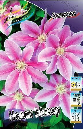 Купить оптом в Ботанике Клематис Нэлли Мозер 25 шт