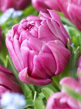 Купить оптом в Ботанике Тюльпан Дабл Ю 10 шт