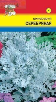 Купить оптом в Ботанике семена Цинерария Серебряная УУ бренд Урожай Удачи