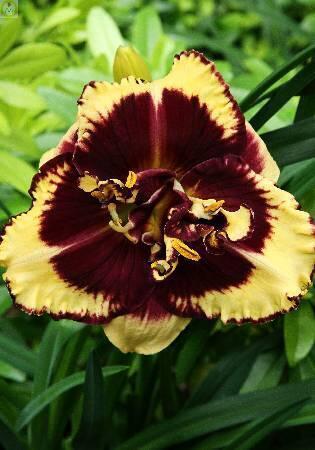 Купить оптом в Ботанике Лилейник Тайгер 1 шт 