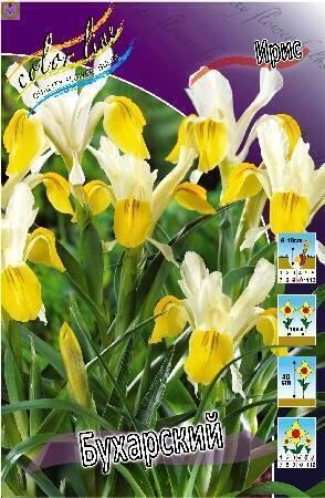 Купить оптом в Ботанике Ирис Бухарский 5шт