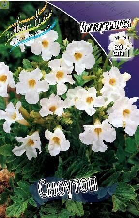 Купить оптом в Ботанике Инкарвиллея Сноутоп 3 шт 