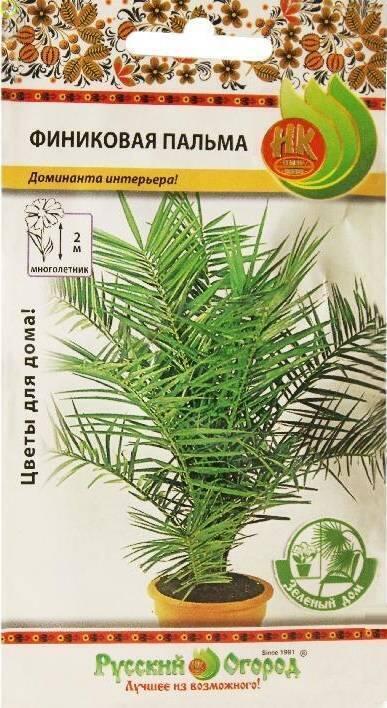 Купить оптом в Ботанике семена Пальма Финиковая НК бренд НК