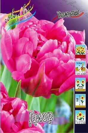 Купить оптом в Ботанике Тюльпан Диор 10 шт