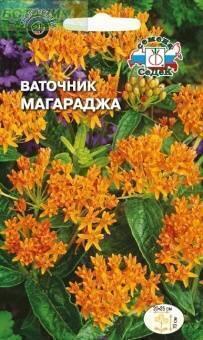 Купить оптом в Ботанике семена Ваточник Магараджа Сед бренд СеДеК