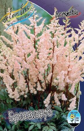 Купить оптом в Ботанике Астильба Бронзлауб 2 шт