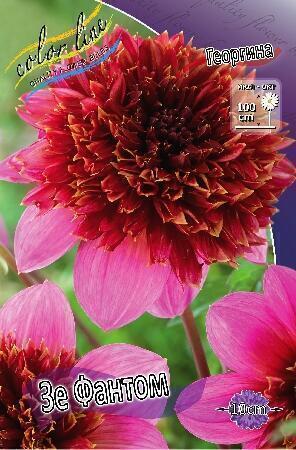 Купить оптом в Ботанике Георгина Зе Фантом 1 шт анемоновидные