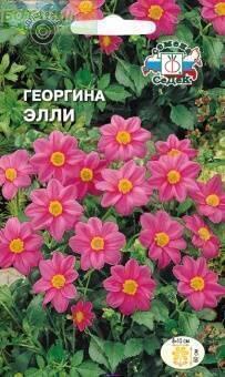 Купить оптом в Ботанике семена Георгина Элли Сед бренд СеДеК