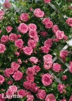 Купить оптом в Ботанике Роза Лавиния 1 шт плетистая