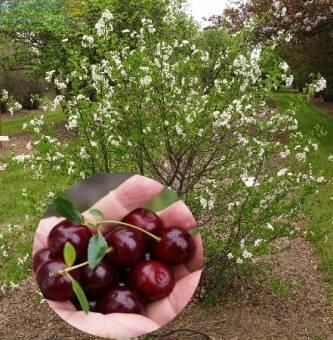 Купить оптом в Ботанике Вишня Кармин Джуел