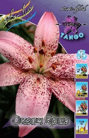 Купить оптом в Ботанике Лилия Океан Бриз 7 шт