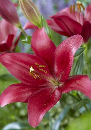 Купить оптом в Ботанике Лилия Бурбон Стрит 10 шт