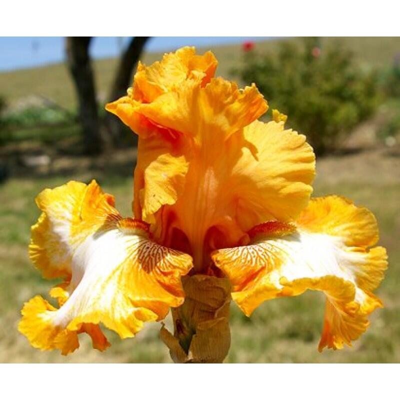 Купить оптом в Ботанике Ирис Кайюн Ритм 1 шт