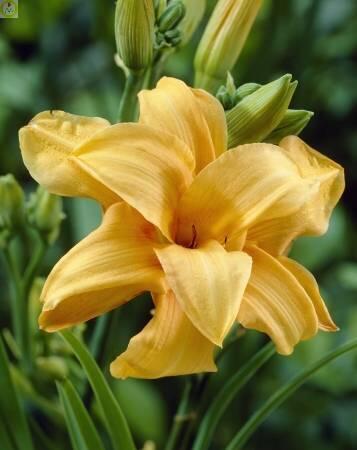 Купить оптом в Ботанике Лилейник Бандольеро 1 шт 