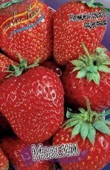 Купить оптом в Ботанике Земляника садовая Максим 5 шт