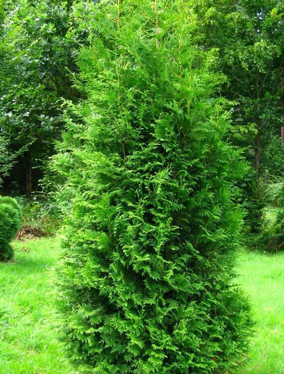 Купить оптом в Ботанике Туя западная Брабант P9