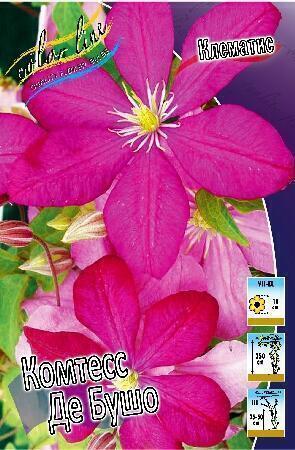 Купить оптом в Ботанике Клематис Комтесс Де Бушо Р9