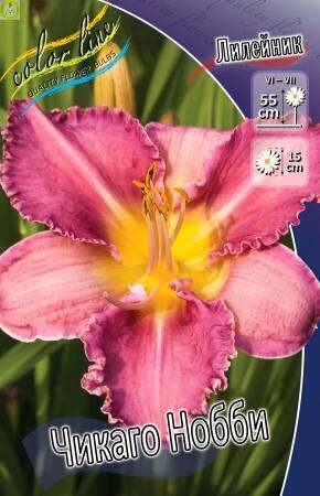 Купить оптом в Ботанике Лилейник Чикаго Нобби 25 шт